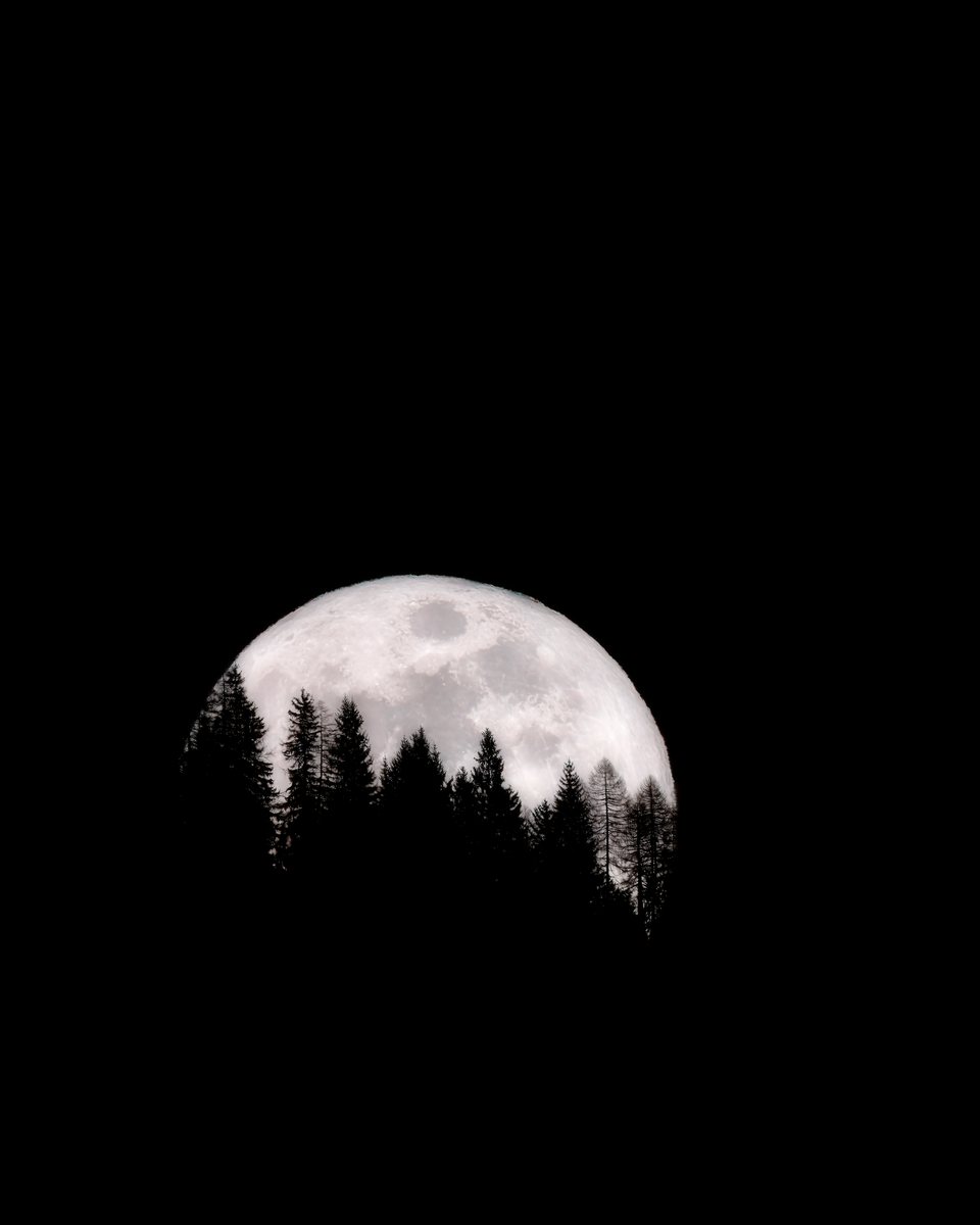 Caught in the Spruce