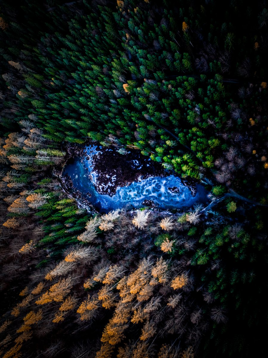 Eye of the Forest