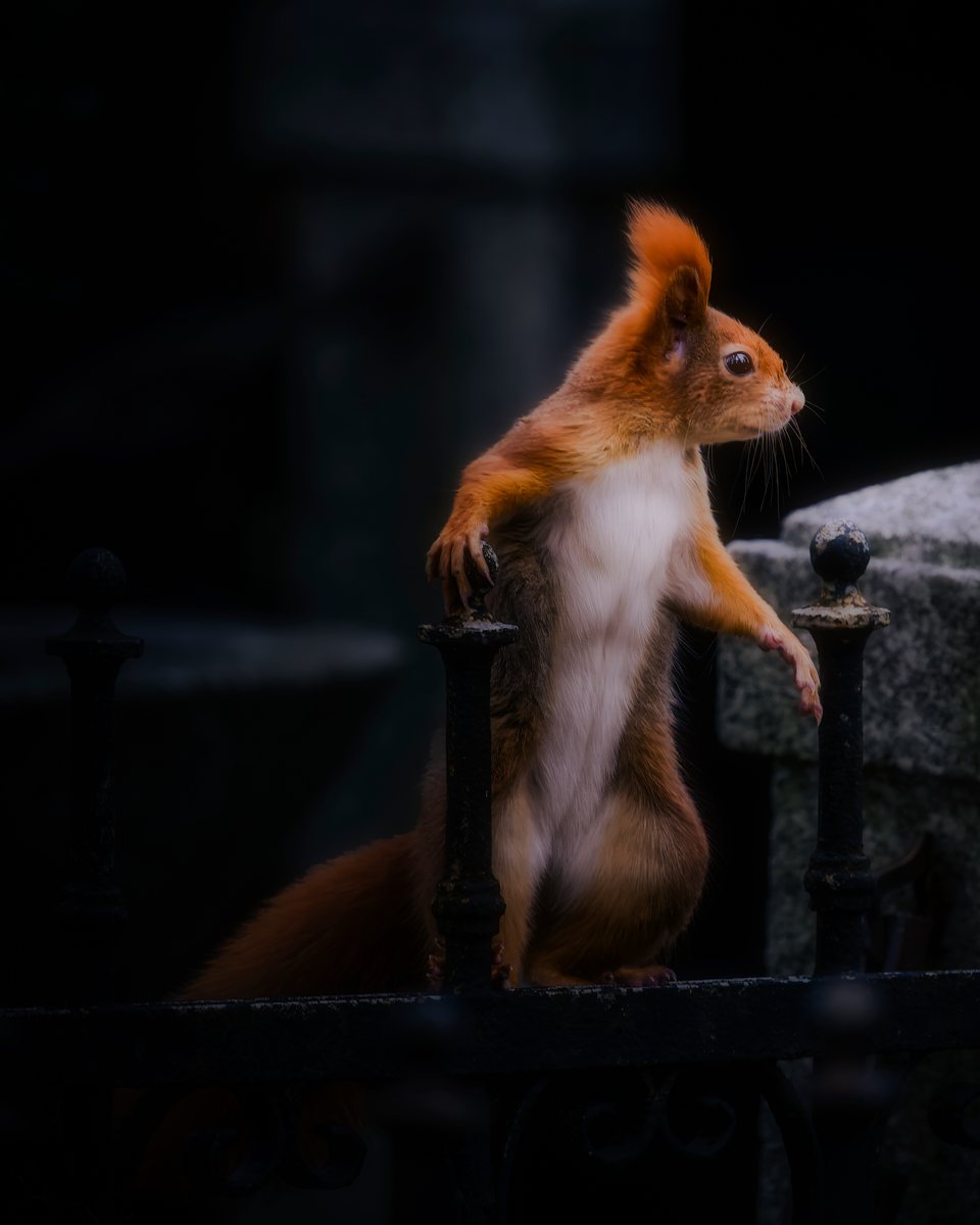 Night Watch